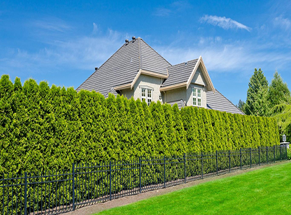 Villagio Estate живая изгородь