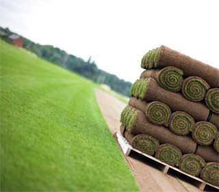 Рулонные_газоны.jpg