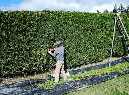 уход за живой изгородью