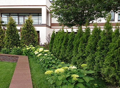 живая изгородь